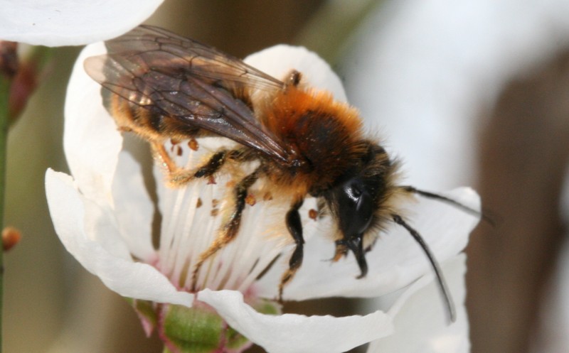 Sandbiene der Gattung <i>Andrena</i>